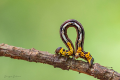 Acronyctodes cautama