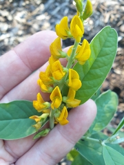 Crotalaria mitchellii