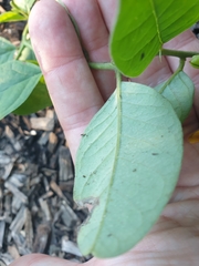 Crotalaria mitchellii
