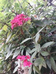 Carphalea