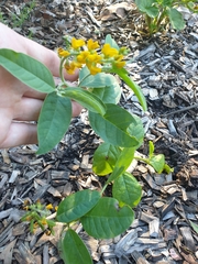 Crotalaria mitchellii