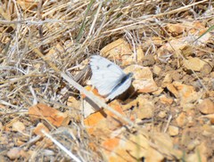 Pontia sisymbrii
