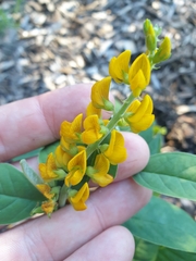 Crotalaria mitchellii