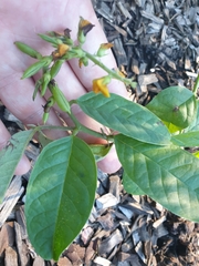 Crotalaria mitchellii