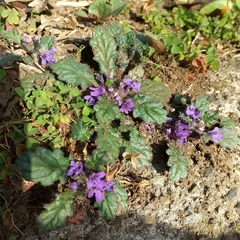 Ajuga decumbens