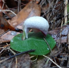 Corybas barbarae