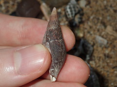 Isara carbonaria