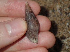 Isara carbonaria