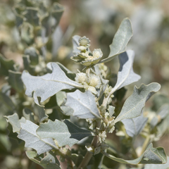 Atriplex muelleri