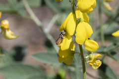 Crotalaria dissitiflora