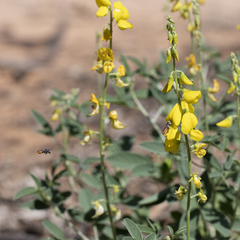 Crotalaria dissitiflora