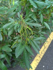 Ohwia caudata