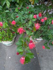 Calliandra tergemina emarginata