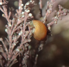 Tricolia pullus