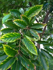 Elaeocarpus serratus