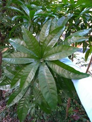 Pouteria campechiana