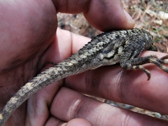 Sceloporus albiventris