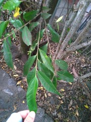 Ficus ampelos