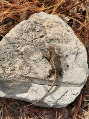 Sceloporus albiventris