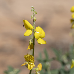 Crotalaria dissitiflora