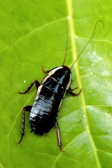 Drymaplaneta communis