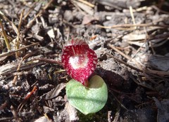 Corybas undulatus