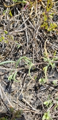 Spergularia macrotheca longistyla