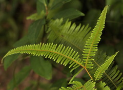 Dicranopteris pedata