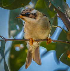 Melithreptus gularis