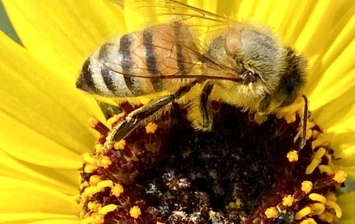 iNaturalist observation photo of Western Honey Bee