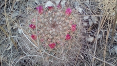 Mammillaria discolor