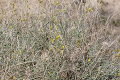 Crotalaria dissitiflora
