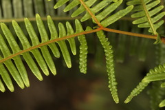 Dicranopteris pedata