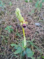 Ophrys omegaifera dyris