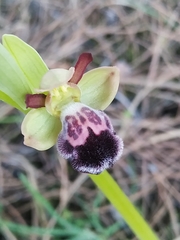 Ophrys omegaifera dyris