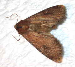 Apamea lateritia