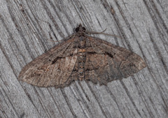 Chrysolarentia plagiocausta