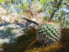 Mammillaria scrippsiana