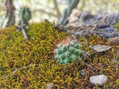 Mammillaria scrippsiana