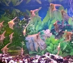 Pterophyllum scalare