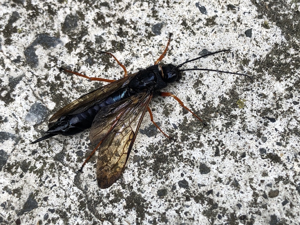 Lesser Horntail Wasp