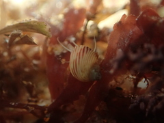 Tricolia pullus
