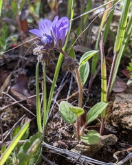 Phacelia divaricata