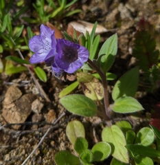 Phacelia divaricata