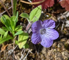 Phacelia divaricata