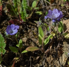 Phacelia divaricata
