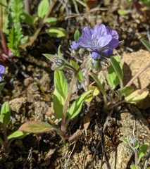 Phacelia divaricata