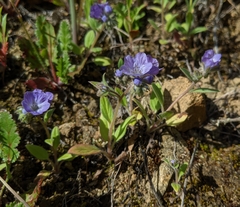 Phacelia divaricata
