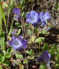 Phacelia divaricata
