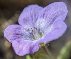 Phacelia divaricata